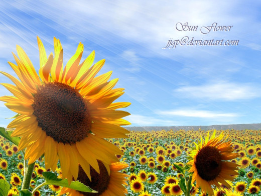 424201 (a): :1280x960